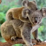Lone Pine Koala Sanctuary Tempat Paling Lucu di Dunia 2025