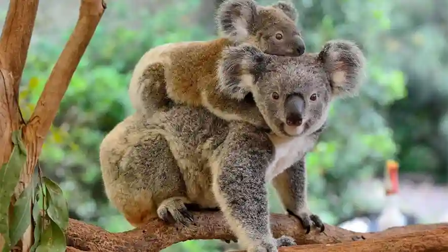 Lone Pine Koala Sanctuary Tempat Paling Lucu di Dunia 2025