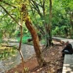 Hutan Kota Srengseng