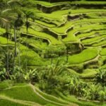Wisatawan