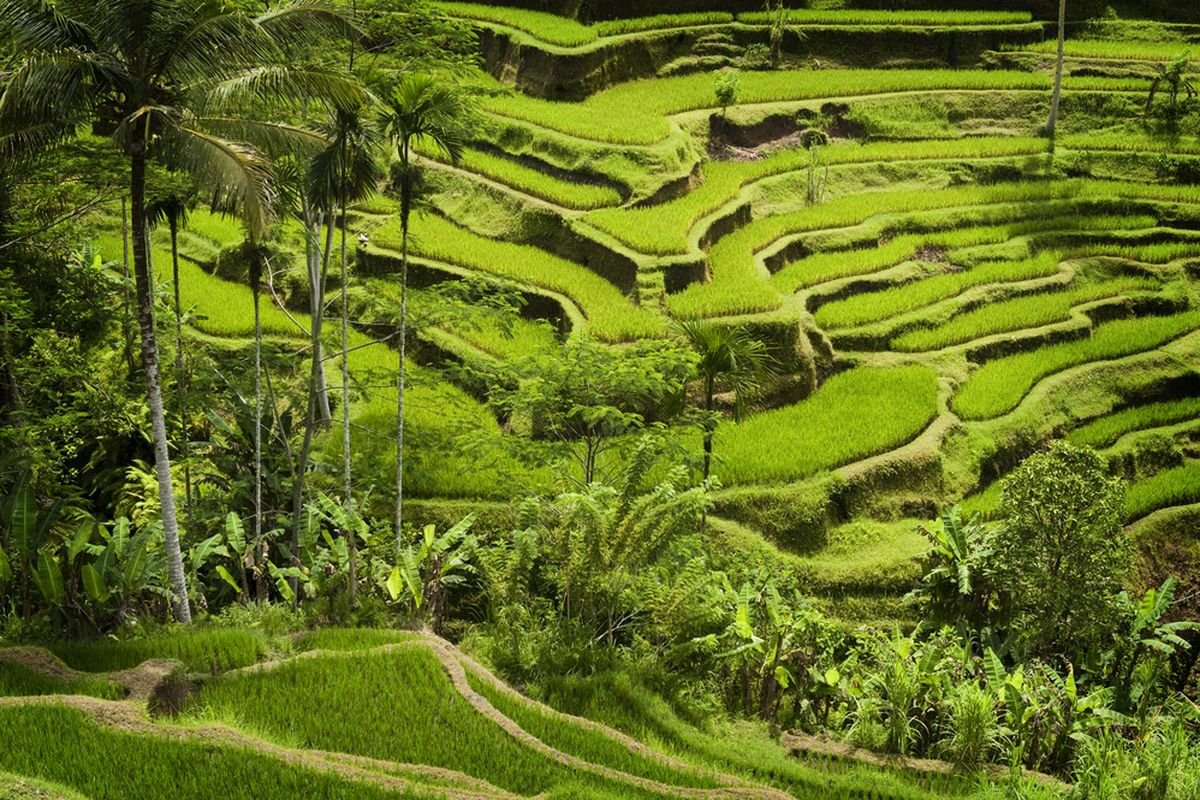 Wisatawan