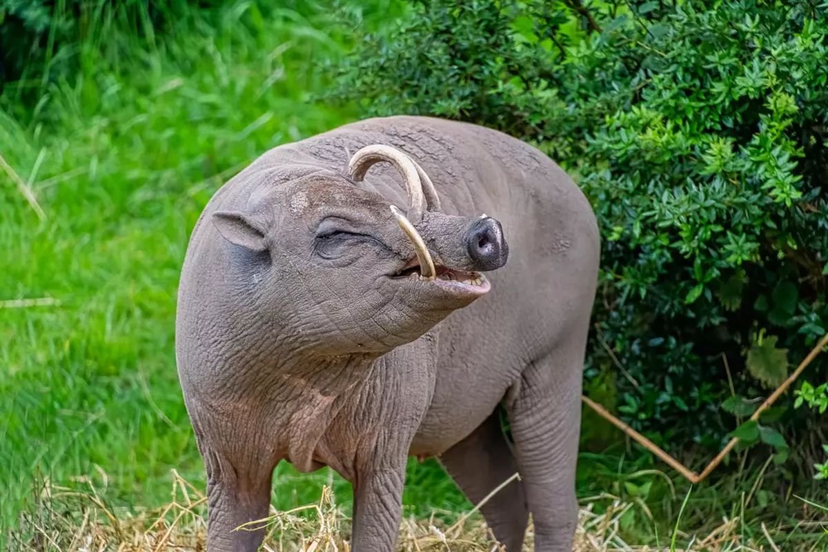 London Zoo